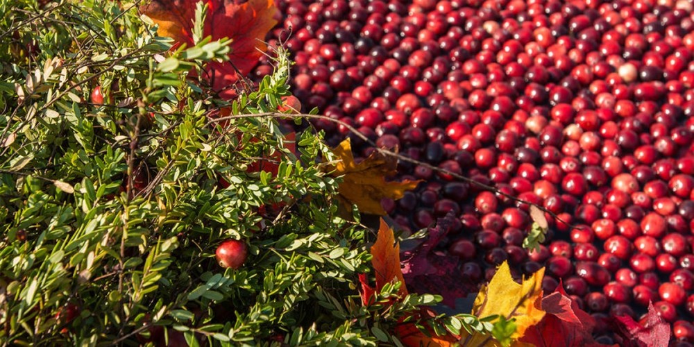 The Tocotrienol Phenomenon: Exploring the Super Vitamin E in Cranberry Seed Oil