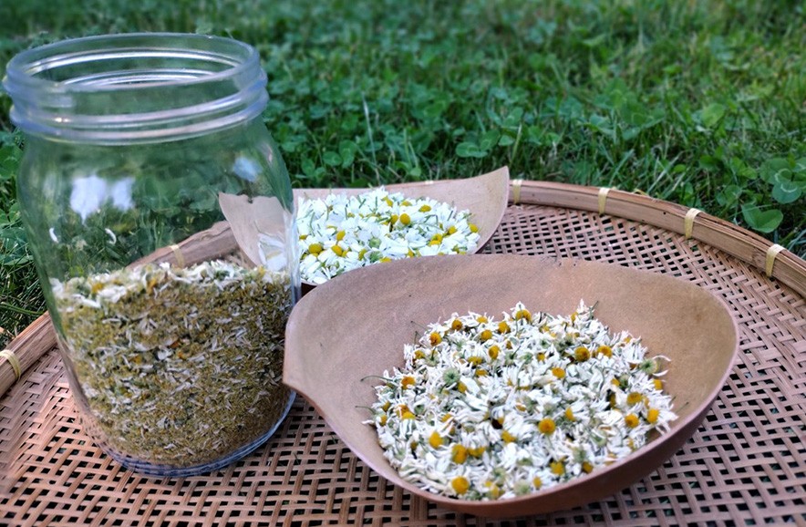 How to Make Chamomile Oil: A Simple and Effective Recipe